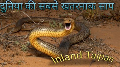 Watch this IMPORTANT video about the inland taipan! - YouTube