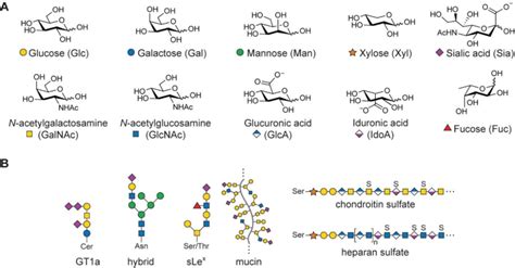 Key Components Of The Glycocalyx A Prominent Monosaccharide Units