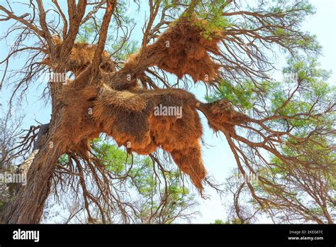 Communal Nest Of Sociable Weavers Philetairus Socius African