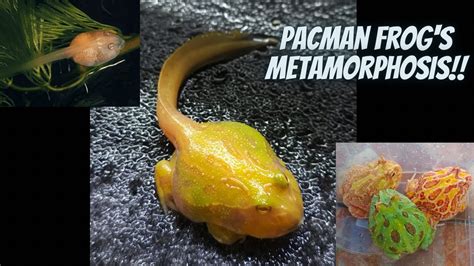 The Life Cycle Of A Pacman Frog Metamorphosis Youtube