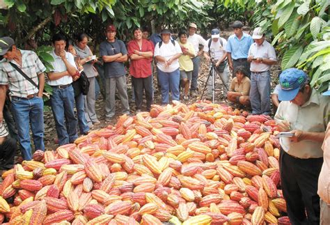 Programa De Desarrollo Alternativo Impuso La Cultura Del Cacao Inforegion