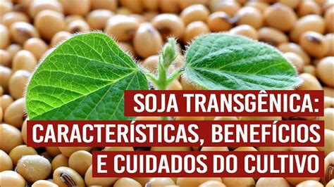 Soja transgênica características benefícios e cuidados do cultivo