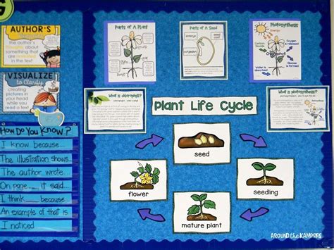 Plant Life Cycle Poster