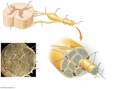 Structure of roots and spinal nerves Diagram | Quizlet