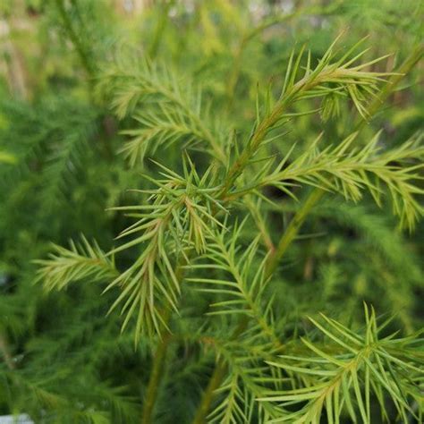 Cryptomeria Japonica Japanese Cedar Future Forests