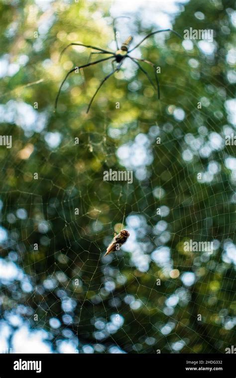 A Close Up Shot Of Golden Orb Weaver Spider Approaching A Bee Stuck On