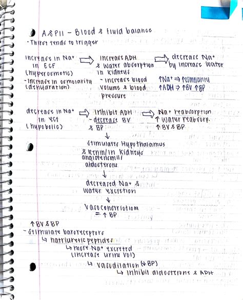 Ap Ii Exam Material Biol Studocu