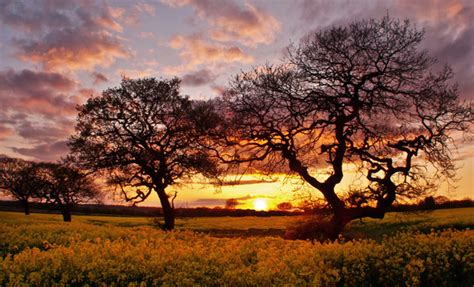 Sun rays through the trees free stock photos download (15,856 Free ...