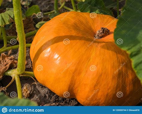 Calabaza Que Crece En El Huerto Foto De Archivo Imagen De Seco