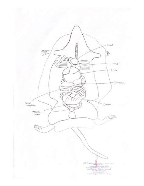 mouse foundation biology ll studocu