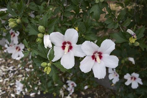 Flores Blancas Del Syriacus Del Hibisco Imagen De Archivo Imagen De