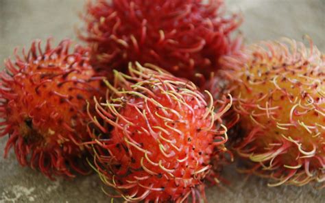 How To Eat Rambutan Fruit Mamones Chinos Healthy Costa Rica Osa