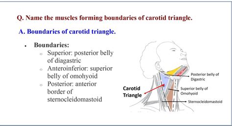 Anterior Triangle Of Neck Anatomy Qa