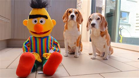 Dogs Vs Bert From Sesame Street Funny Dogs Louie And Marie Youtube