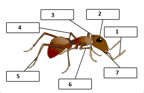 Ant Parts Worksheets