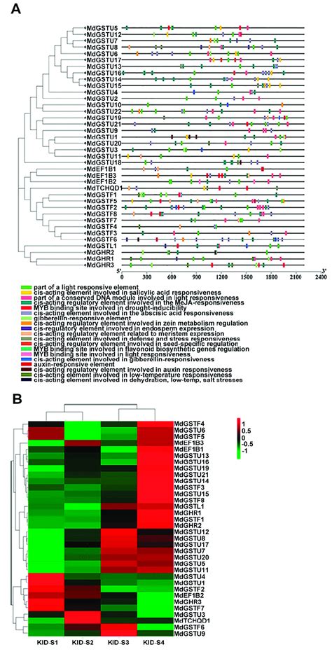 The Main Cis Acting Elements In Mdgst Promoters And Expression Patterns