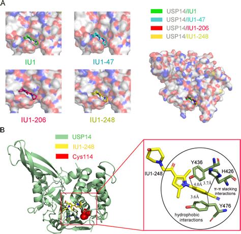 Frontiers Usp14 Structure Function And Target Inhibition