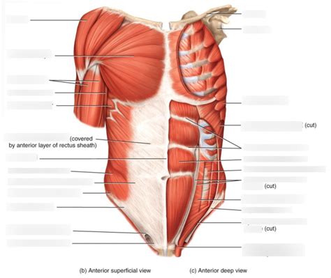 Muscles Of Thorax Abdomen Diagram Quizlet