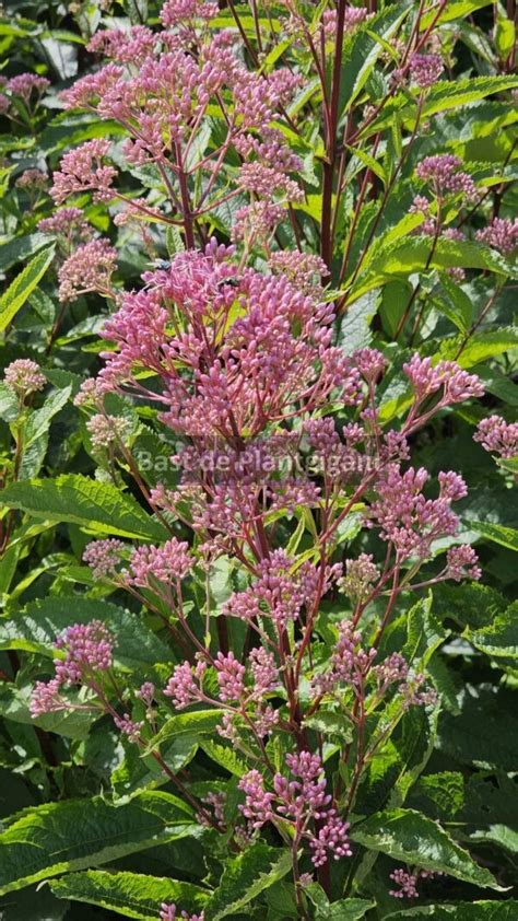 Eupatorium maculatum ‘Atropurpureum’ ⋆ Bast de Plantgigant