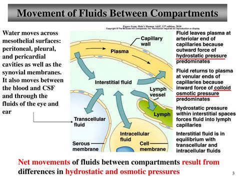 PPT Chapter 26 Fluid Electrolytes And Acid Base Balance Lecture 17