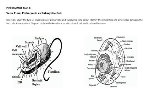 SOLUTION Prokaryotic Vs Eukaryotic Cell Studypool