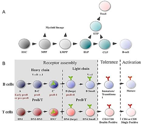 Schematic Drawing Of The Early Hematopoietic Development A HSCs