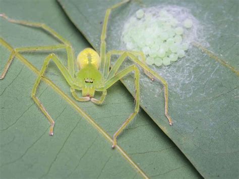 Sac Spider Control Services In Utah Thorn