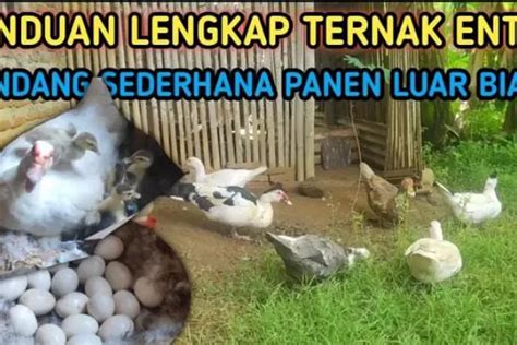 Cara Budidaya Ternak Entok Pembibitan Sukses Di Kandang Sederhana