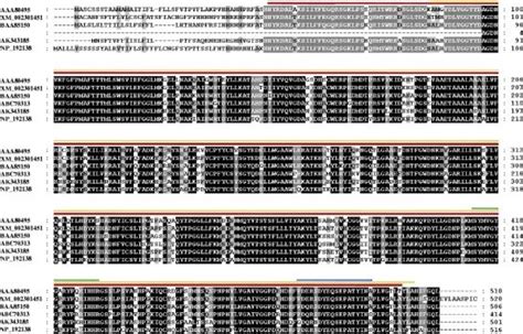 Multiple Alignment Indicates That ASS8P20 Is A Novel Garlic