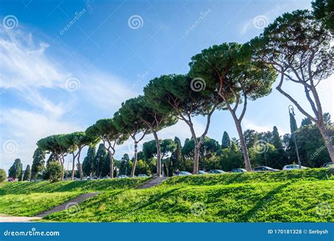 Italian Stone Pines Pinus Pinea Also Known As Umbrella Pines And