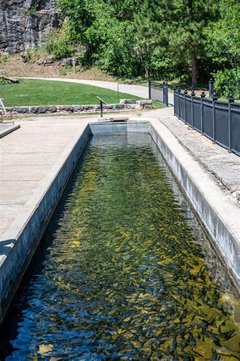 Trout At The D C Booth Historic National Fish Hatchery In Spearfish