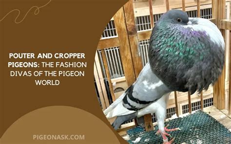 Cropper And Pouter Pigeons Guide Pigeon Ask