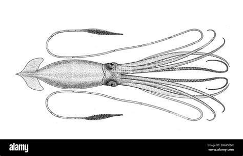 Giant Squid. Illustration of the Giant Squid (Architeuthis dux Stock ...