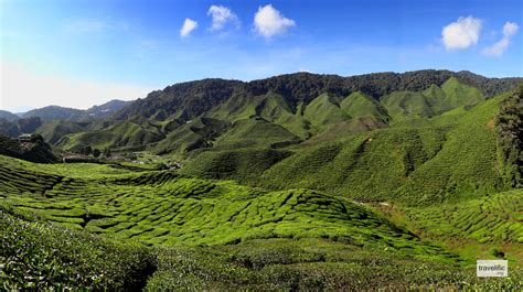 Cameron_Highlands_Tea_Plantation_2012 – Tourism Malaysia