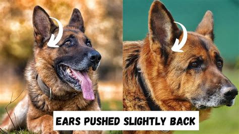 German Shepherd Ear Chart & Position Meanings (+ Ear Stages)