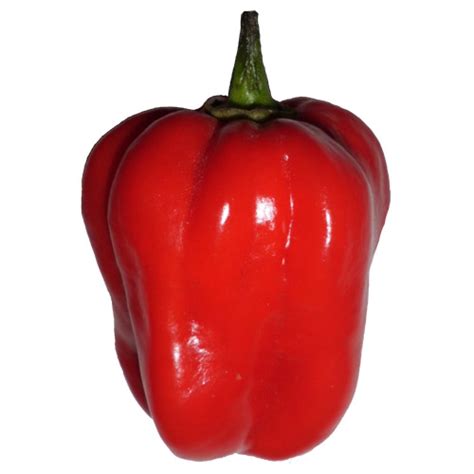 Habanero Red Samen kaufen & Habanero Red Chili selber züchten