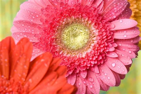 Margarita Rosa Gerbera Con Gotas De Agua Foto Premium