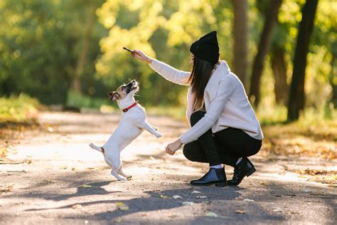 Reasons To Hire Professional Dog Trainer Pets Nurturing