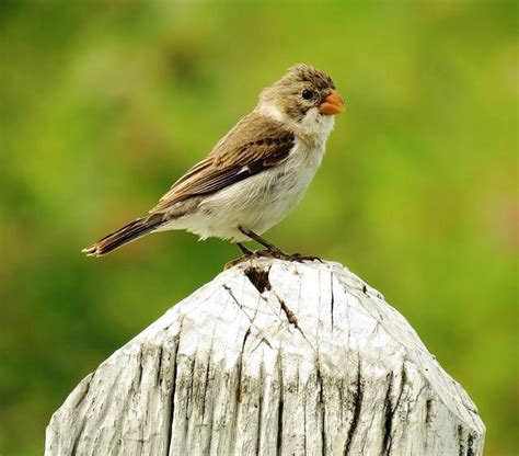 Foto Golinho Sporophila Albogularis Por Heberty Adorno Wiki Aves