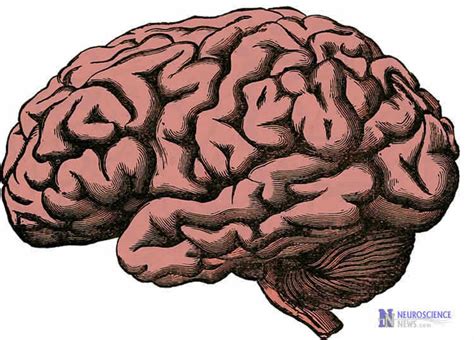 individual differences   brain shape mental abilities