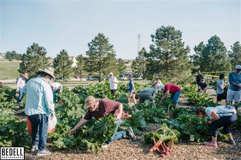 Harvest High Altitude Rhubarb Organic Farm Nursery