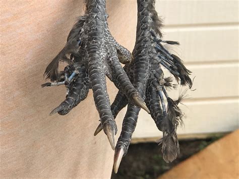 Feathers On Chicken S Feet Backyard Chickens Learn How To Raise Chickens