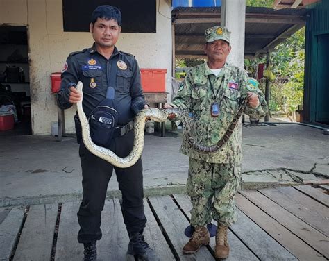 Reticulated Python Worlds Longest Snake Wildlife Alliance