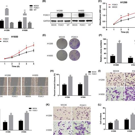 Knockdown Of Forkhead Box C Foxc Inhibited Cell Proliferation