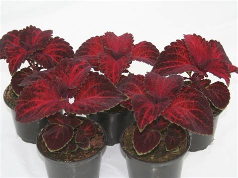 Coleus Blumei Folia Velvet