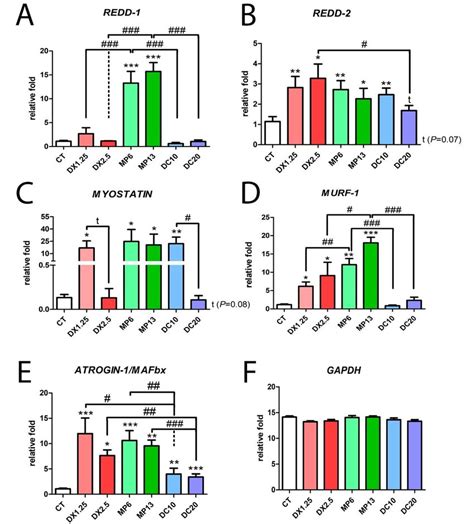 MRNA Expression By RT PCR Of MURF 1 Atrogin 1 MAFbx REDD 1 REDD 2