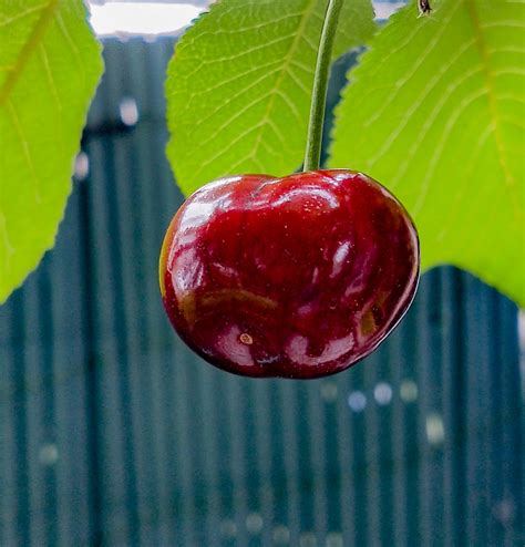 Cherry Fruit Red Free Photo On Pixabay Pixabay