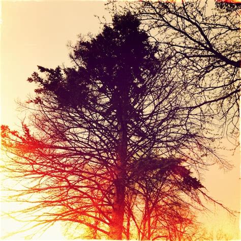 Des Arbres Nus Contre Le Ciel Au Coucher Du Soleil Photo Premium