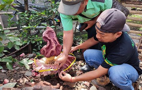 Dua Bunga Bangkai Tumbuh Liar Di Ponorogo