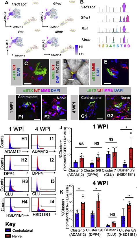 Identification Of Distinct Non Myogenic Skeletal Muscle Resident Mesenchymal Cell Populations